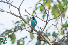 Dacnis cayana