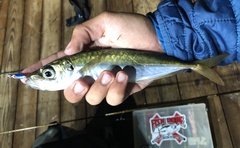 Trachurus symmetricus