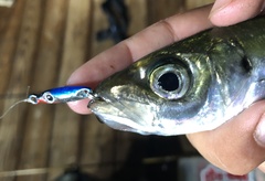 Trachurus symmetricus