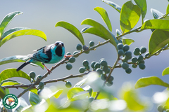 Dacnis cayana
