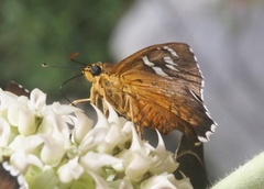 Apyrrothrix araxes