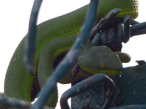 Trimeresurus erythrurus