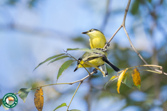 Todirostrum cinereum