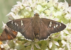 Apyrrothrix araxes