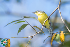 Todirostrum cinereum