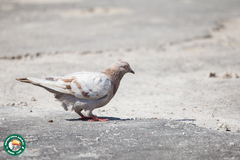 Columba livia domestica