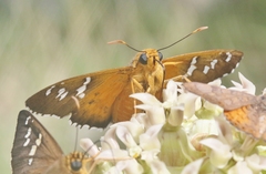 Apyrrothrix araxes
