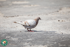 Columba livia domestica