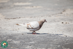Columba livia domestica