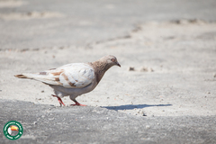 Columba livia domestica