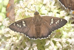 Apyrrothrix araxes