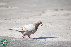 Columba livia domestica
