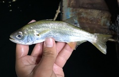 Seriphus politus