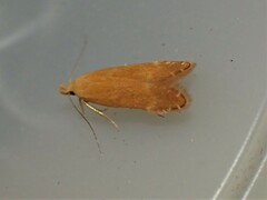 Monochroa placidella