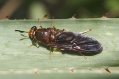 Hermetia concinna