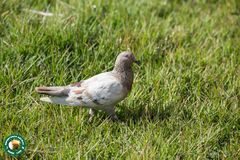Columba livia domestica
