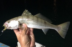 Atractoscion nobilis