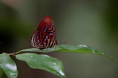 Paralaxita telesia