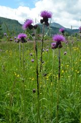 Cirsium rivulare