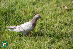 Columba livia domestica