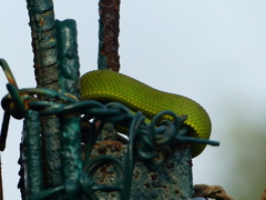 Trimeresurus erythrurus