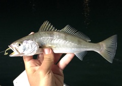 Atractoscion nobilis