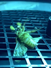 Polyphylla variolosa