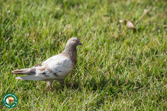 Columba livia domestica