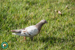 Columba livia domestica