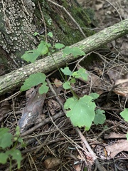 Scutellaria saxatilis