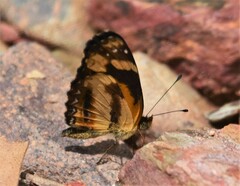 Castilia eranites