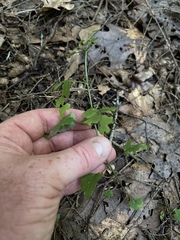Scutellaria saxatilis