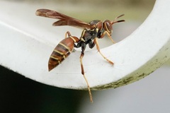 Polistes dorsalis dorsalis