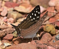 Marpesia merops