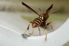 Polistes dorsalis dorsalis