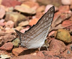 Marpesia merops