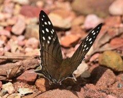 Marpesia merops