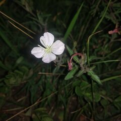 Oenothera kunthiana