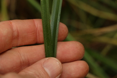 Carex declinata