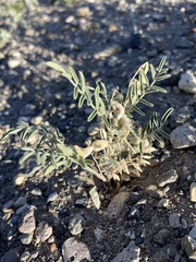 Astragalus geyeri geyeri
