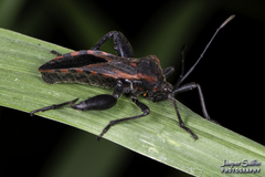 Piezogaster rubropictus