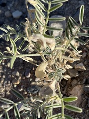 Astragalus geyeri geyeri
