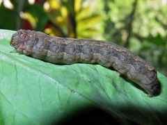 Spodoptera littoralis