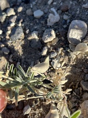 Astragalus geyeri geyeri