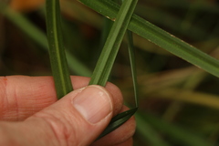 Carex declinata