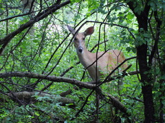 Odocoileus virginianus