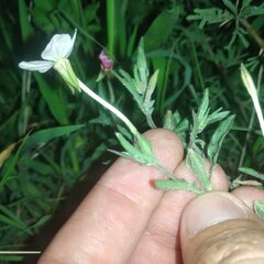 Oenothera kunthiana