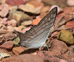 Marpesia merops