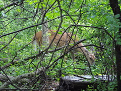 Odocoileus virginianus