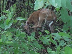 Odocoileus virginianus
